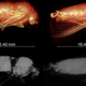 (Image: D. Poinapen et al., 2017)